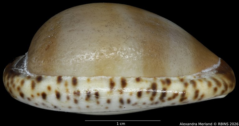 BE-RBINS-INV-HIST-460-Cypraea-nigropunctata-nontype-L2.jpg
