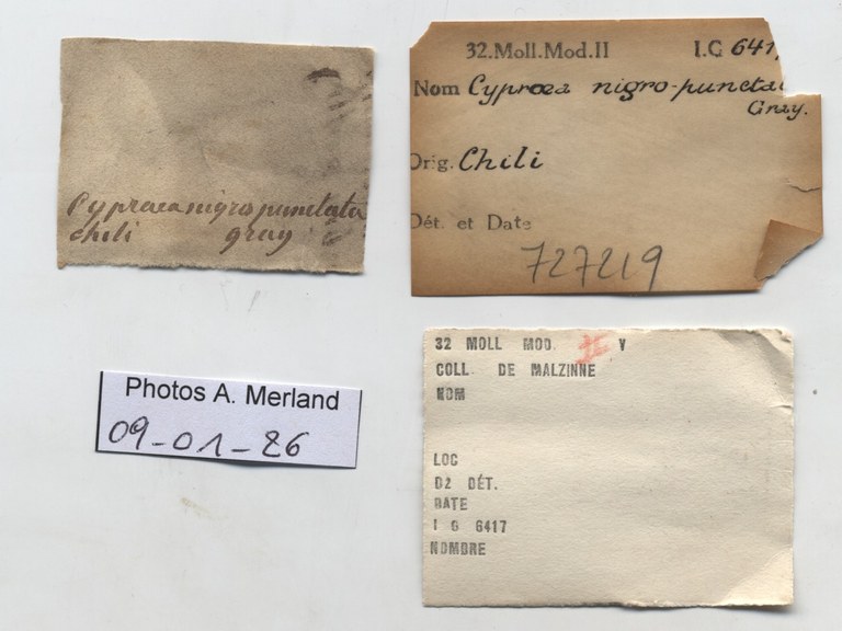 BE-RBINS-INV-HIST-460-Cypraea-nigropunctata-nontype-label.jpg