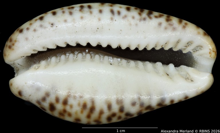 BE-RBINS-INV-HIST-460-Cypraea-nigropunctata-nontype-V.jpg