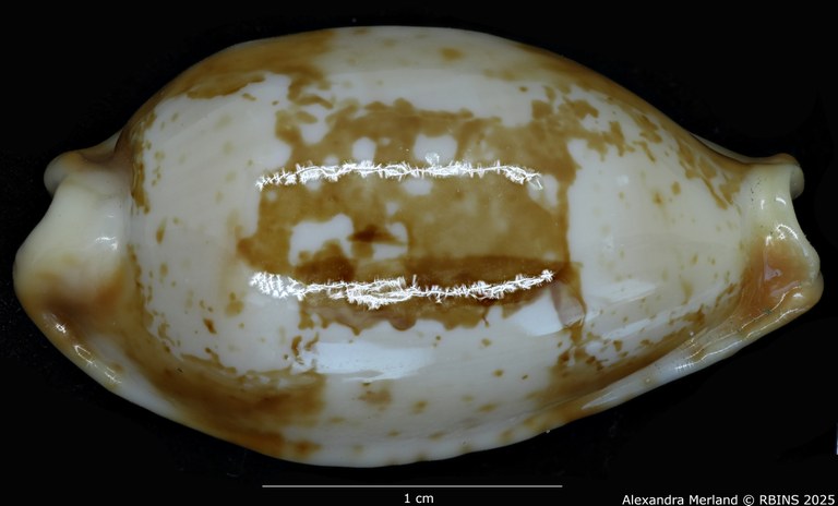 BE-RBINS-INV-MT-400-Cypraea-stolida-kwajaleinensis-ht-D.jpg
