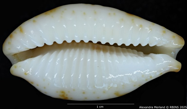 BE-RBINS-INV-MT-400-Cypraea-stolida-kwajaleinensis-ht-V.jpg