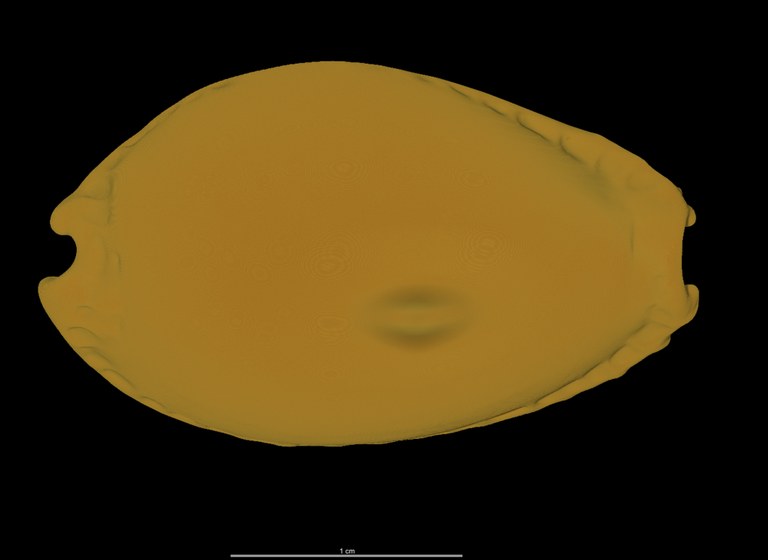BE-RBINS-INV PARATYPE MT 2503 Erosaria helvola callista MCT RX DORSAL.jpg