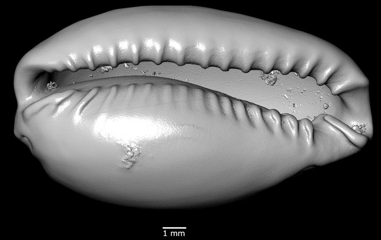 BE-RBINS-INV-MT-2505-Erosaria-spurca-atlantica-elongata-lt-oral-SMALL.jpg