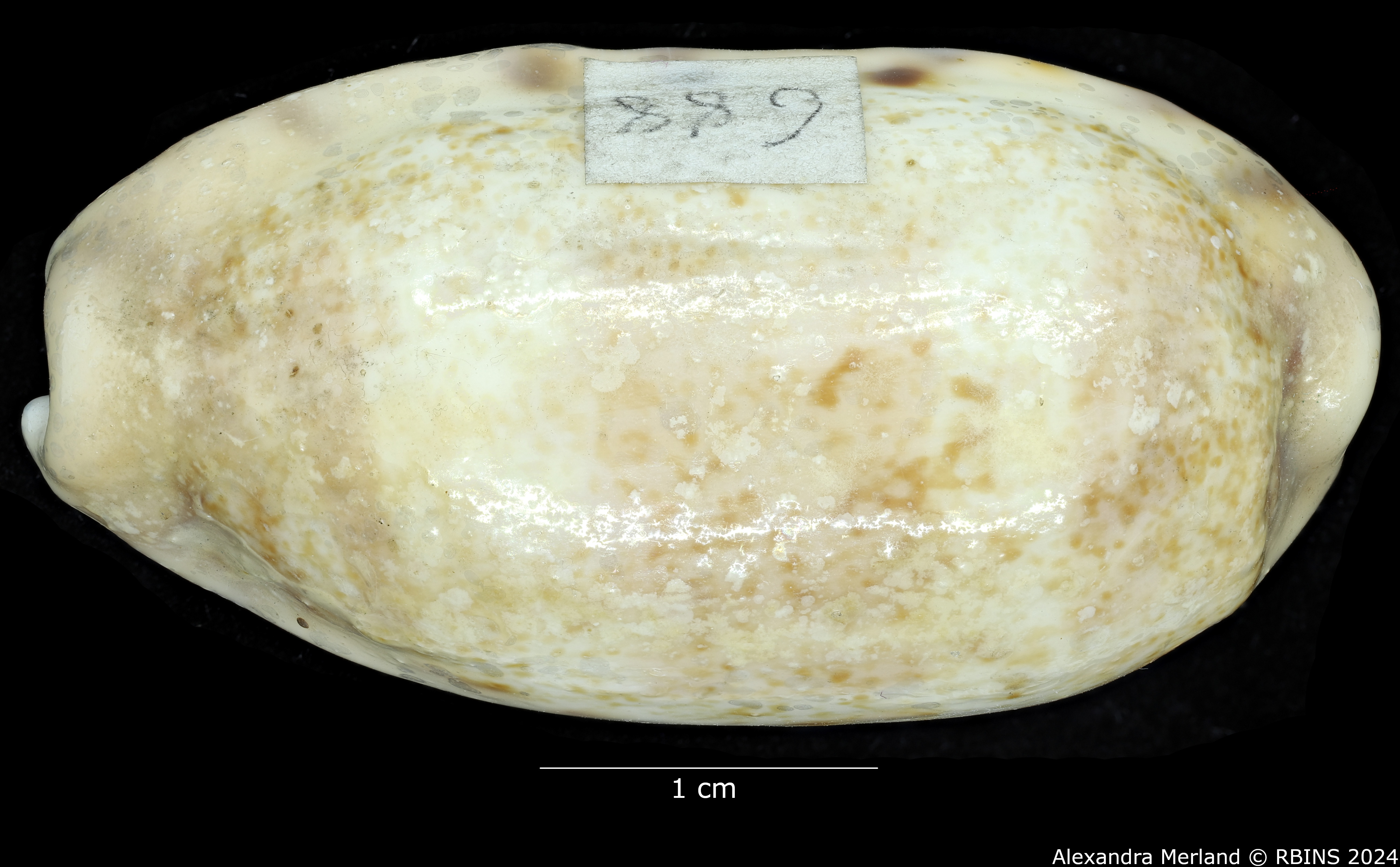 BE-RBINS-INV-MT-2506-Erronea-caurica-obscurata-pallida-ht-D.jpg