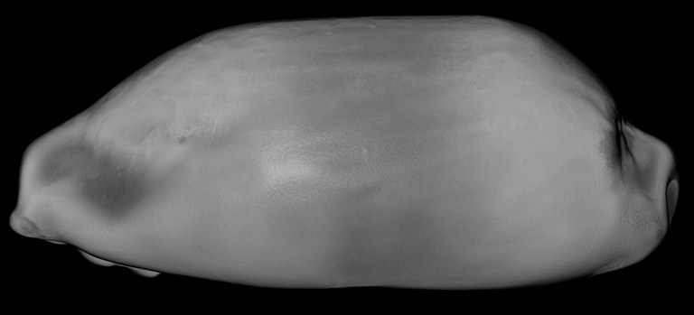 BE-RBINS-INV-MT-2506-Erronea-caurica-obscurata-pallida-ht-left-BIG.jpg