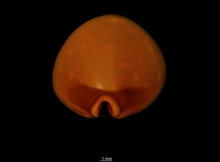 BE-RBINS-INV HOLOTYPE MT 2514 Pustularia bistrinotata sublaevis quadrimaculatus MCT XRE ANTERIOR.jpg