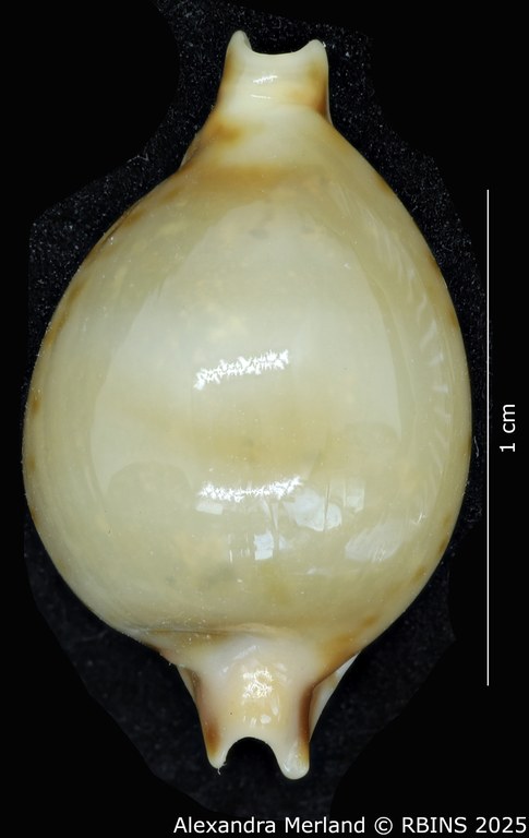 BE-RBINS-INV-MT-2247-Pustularia-jandeprezi-pt-D.jpg BE-RBINS-INV-MT-2247-Pustularia-jandeprezi-pt-D.jpg