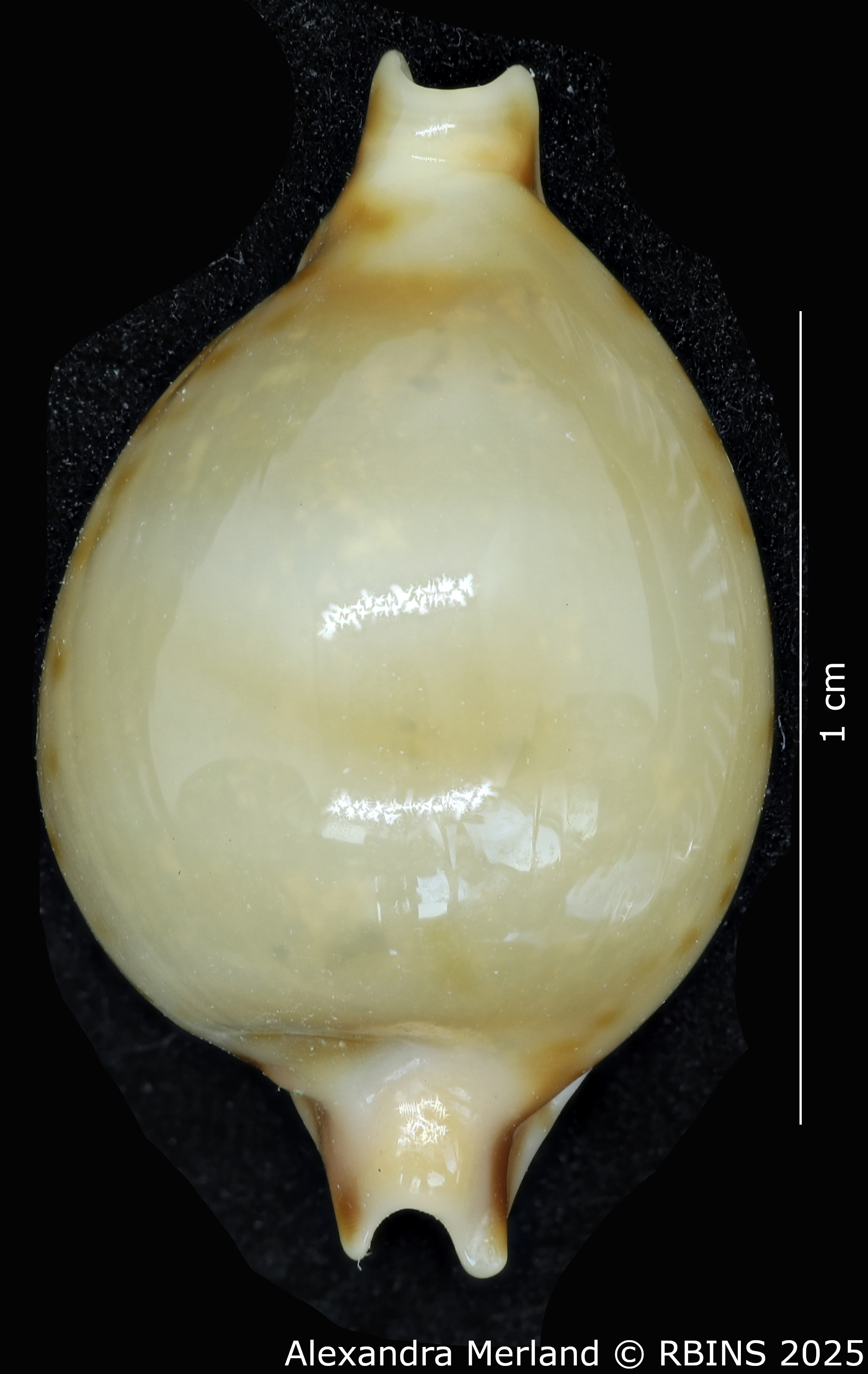 BE-RBINS-INV-MT-2247-Pustularia-jandeprezi-pt-D.jpg