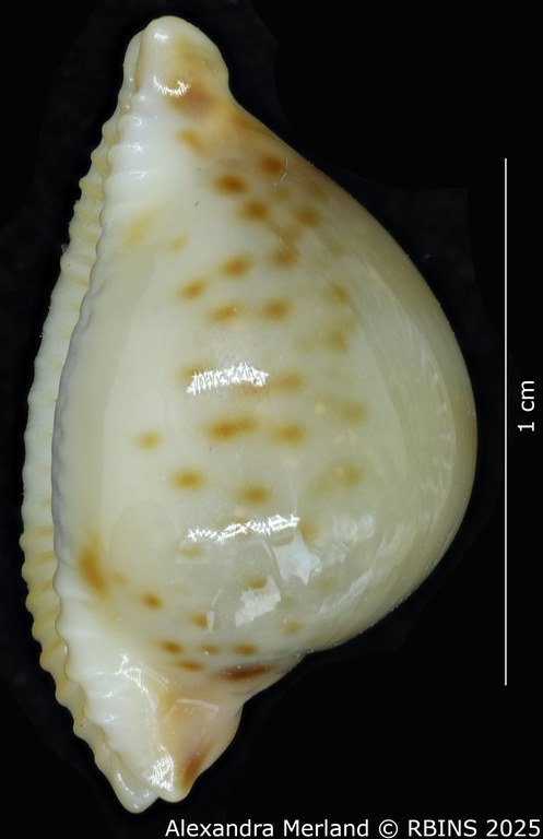 BE-RBINS-INV-MT-2247-Pustularia-jandeprezi-pt-L.jpg BE-RBINS-INV-MT-2247-Pustularia-jandeprezi-pt-L.jpg