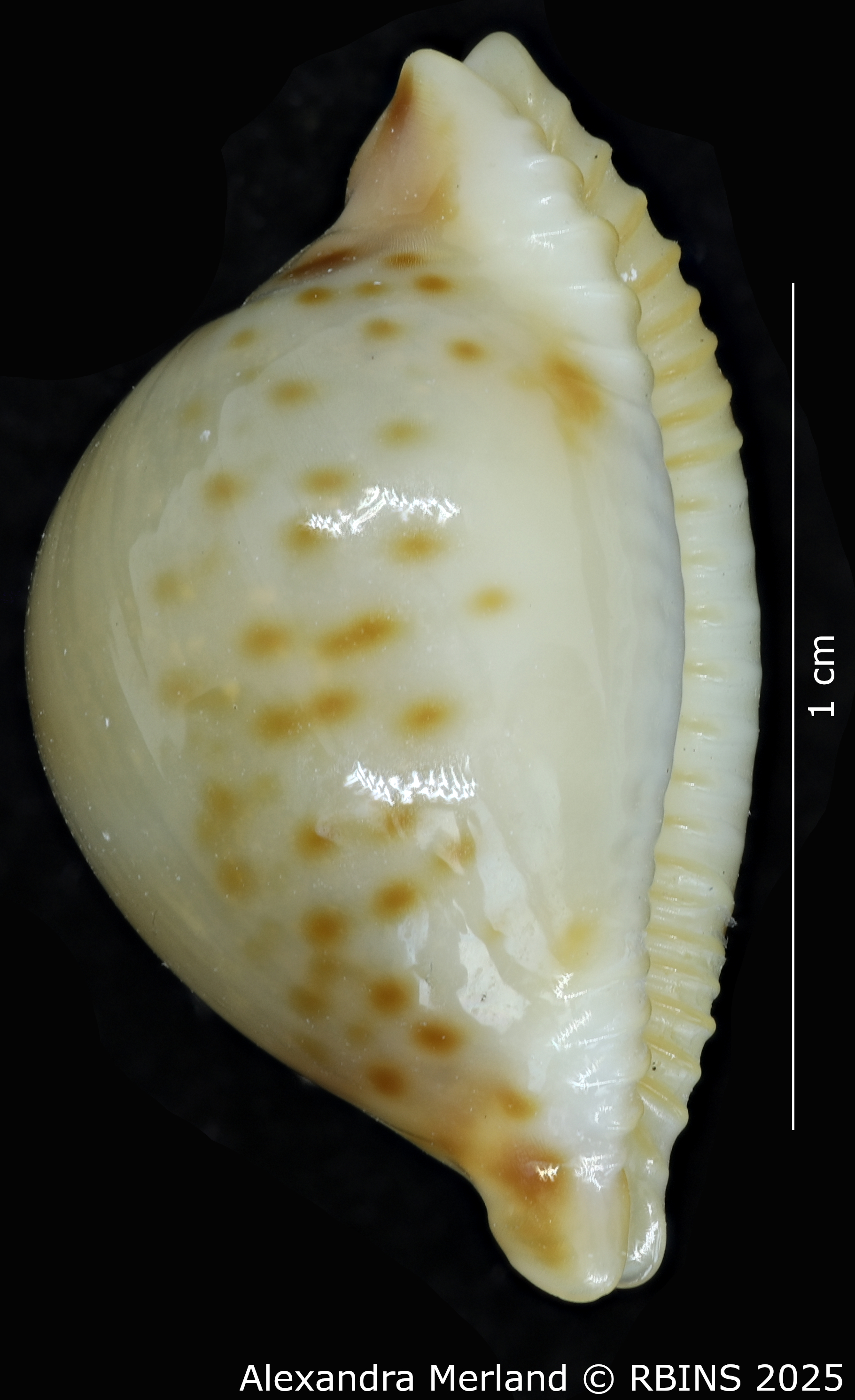 BE-RBINS-INV-MT-2247-Pustularia-jandeprezi-pt-L2.jpg