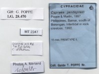 BE-RBINS-INV-MT-2247-Pustularia-jandeprezi-pt-label.jpg BE-RBINS-INV-MT-2247-Pustularia-jandeprezi-pt-label.jpg