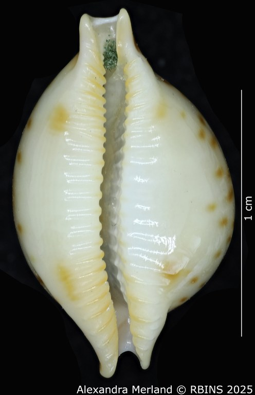 BE-RBINS-INV-MT-2247-Pustularia-jandeprezi-pt-V.jpg BE-RBINS-INV-MT-2247-Pustularia-jandeprezi-pt-V.jpg