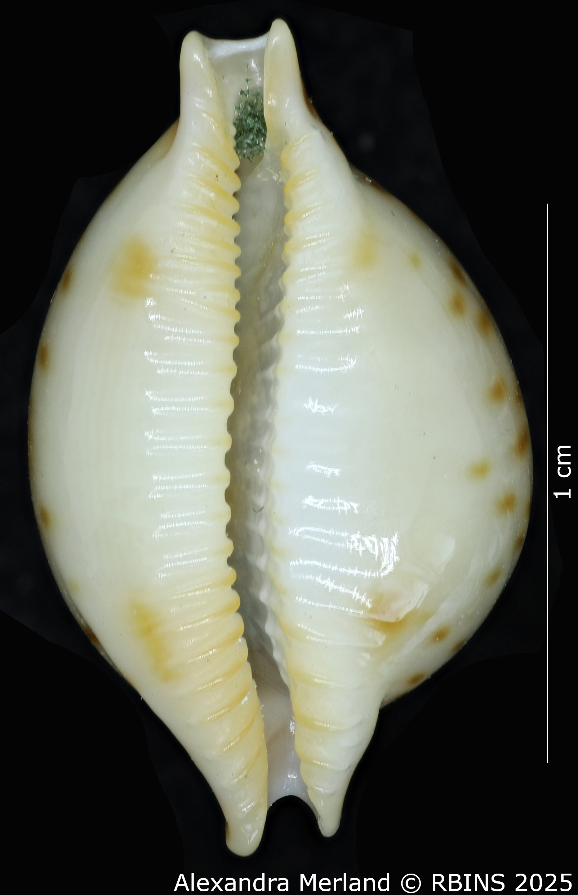 BE-RBINS-INV-MT-2247-Pustularia-jandeprezi-pt-V.jpg