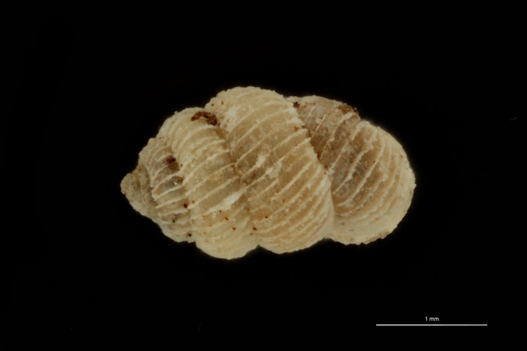 BE-RBINS-INV PARATYPE MT 1019 Arinia (Leucarinia) palainaeformis DORSAL.jpg