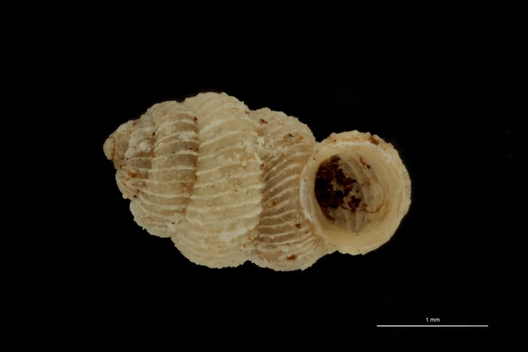 BE-RBINS-INV PARATYPE MT 1019 Arinia (Leucarinia) palainaeformis FRONTAL.jpg
