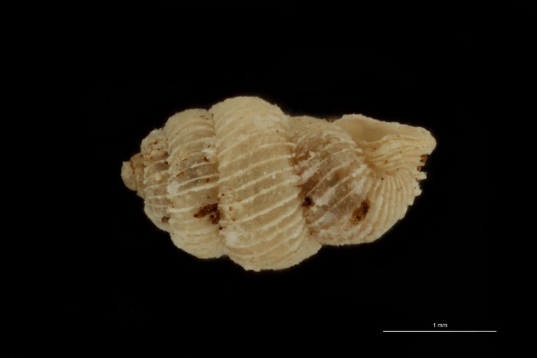 BE-RBINS-INV PARATYPE MT 1019 Arinia (Leucarinia) palainaeformis LATERAL.jpg