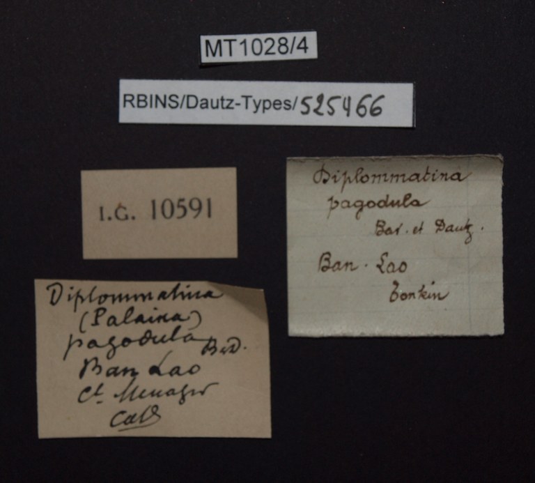 BE-RBINS-INV PARATYPE MT.1028/4 Diplommatina (Palaina) pagodula LABELS.jpg
