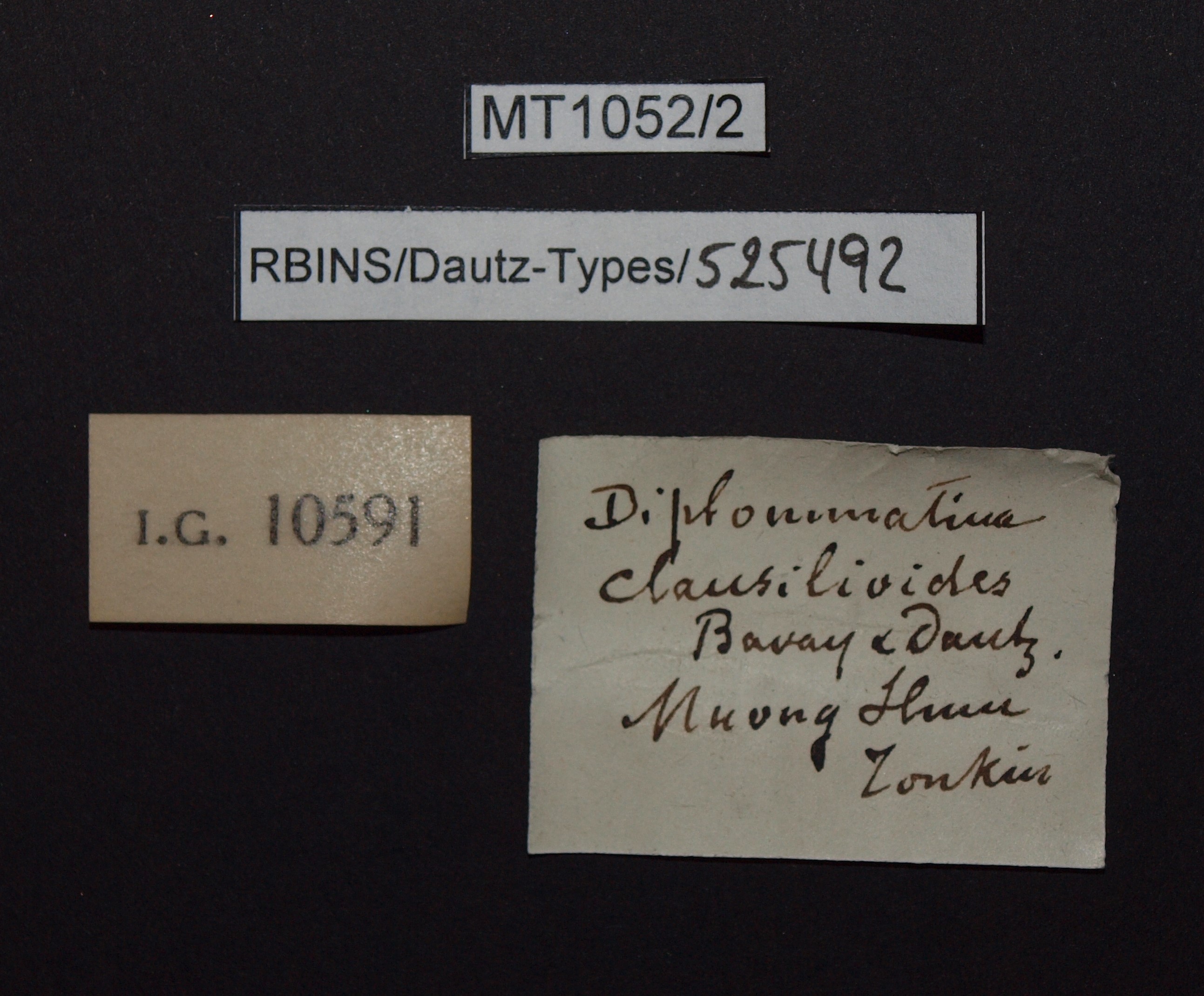 BE-RBINS-INV PARATYPE MT.1052/2 Diplommatina clausilioides LABELS.jpg