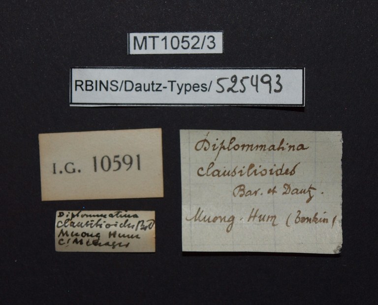BE-RBINS-INV PARATYPE MT.1052/3 Diplommatina clausilioides LABELS.jpg