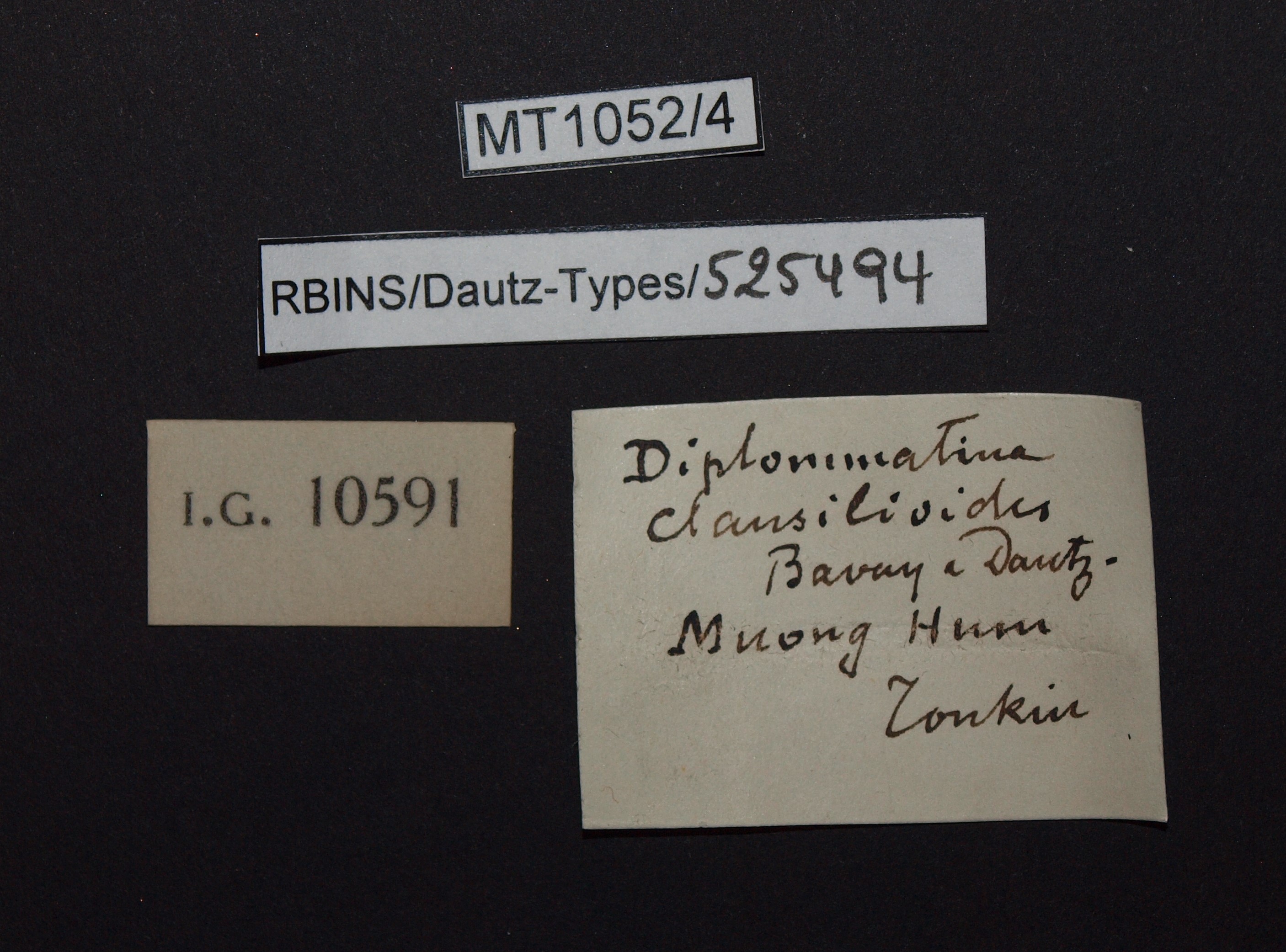 BE-RBINS-INV PARATYPE MT.1052/4 Diplommatina clausilioides LABELS.jpg