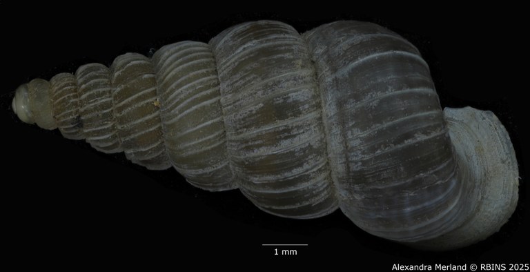 BE-RBINS-INV-MT-1587-Cochlostoma-auritum-gjonii-pt-D.jpg BE-RBINS-INV-MT-1587-Cochlostoma-auritum-gjonii-pt-D.jpg