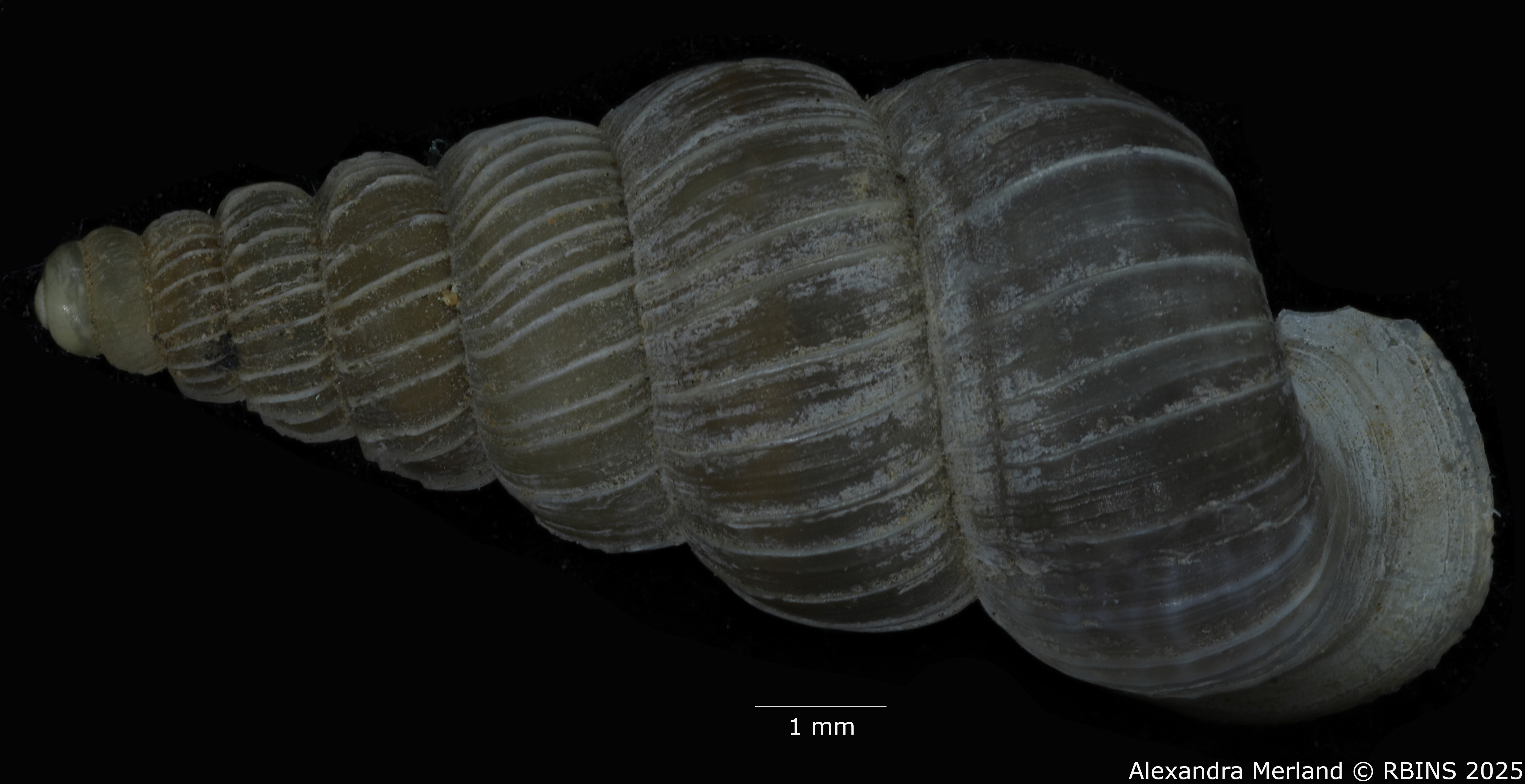 BE-RBINS-INV-MT-1587-Cochlostoma-auritum-gjonii-pt-D.jpg