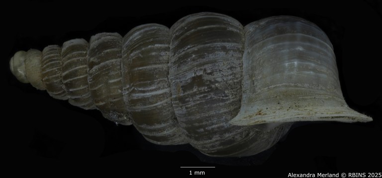 BE-RBINS-INV-MT-1587-Cochlostoma-auritum-gjonii-pt-L.jpg BE-RBINS-INV-MT-1587-Cochlostoma-auritum-gjonii-pt-L.jpg
