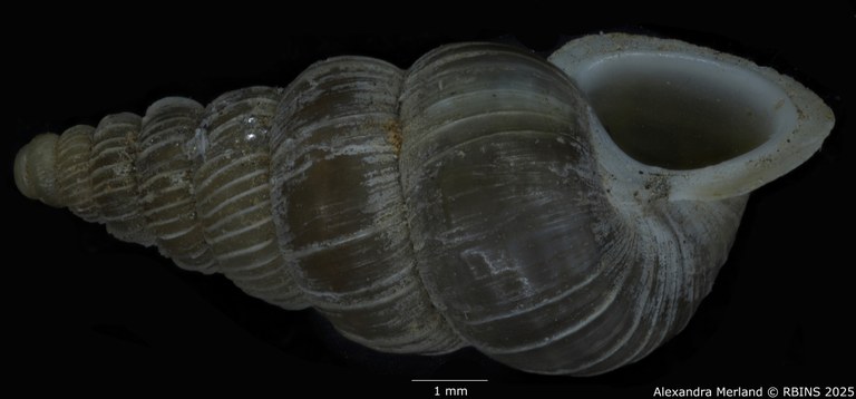 BE-RBINS-INV-MT-1587-Cochlostoma-auritum-gjonii-pt-L2.jpg BE-RBINS-INV-MT-1587-Cochlostoma-auritum-gjonii-pt-L2.jpg