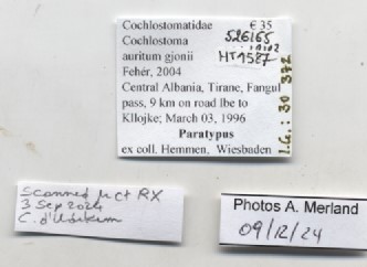 BE-RBINS-INV-MT-1587-Cochlostoma-auritum-gjonii-pt-label.jpg