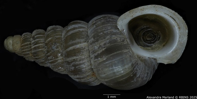 BE-RBINS-INV-MT-1587-Cochlostoma-auritum-gjonii-pt-V.jpg BE-RBINS-INV-MT-1587-Cochlostoma-auritum-gjonii-pt-V.jpg