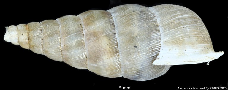 BE-RBINS-INV-MT-2264-Cochlostoma-gigas-pt-L2.jpg