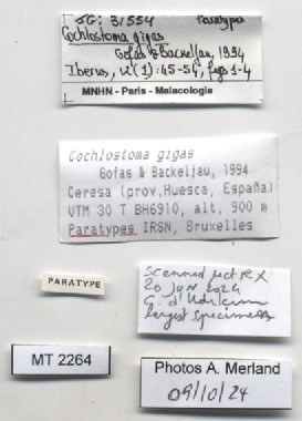 BE-RBINS-INV-MT-2264-Cochlostoma-gigas-pt-label.jpg