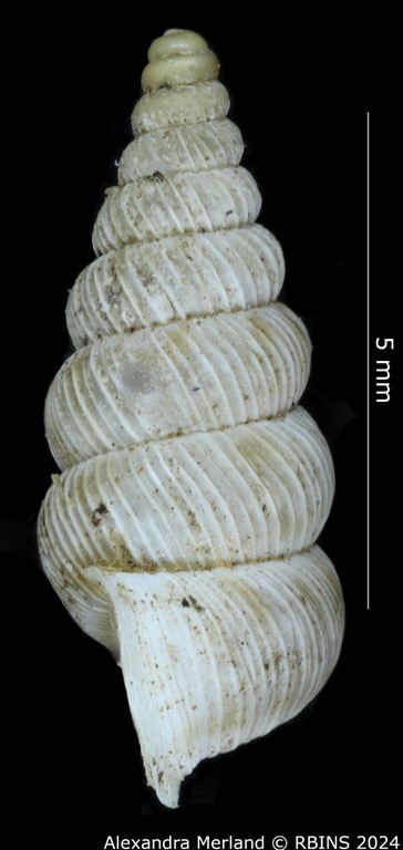 BE-RBINS-INV-MT-2570-Cochlostoma-mariannae-pt-L.jpg