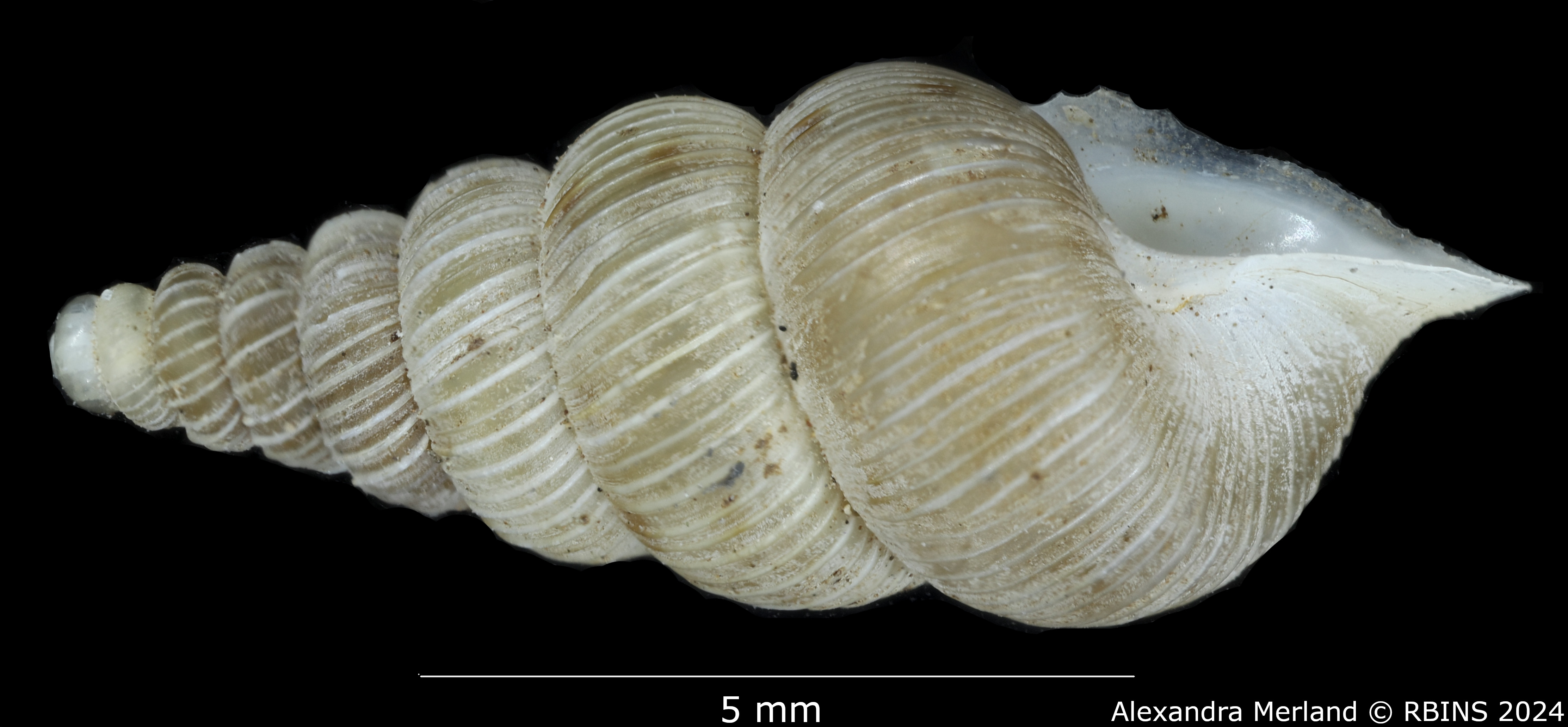 BE-RBINS-INV-MT-1589-Cochlostoma-pinteri-erossi-pt-L2.jpg