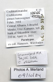 BE-RBINS-INV-MT-1593-Cochlostoma-pinteri-hanswagneri-pt-label.jpg