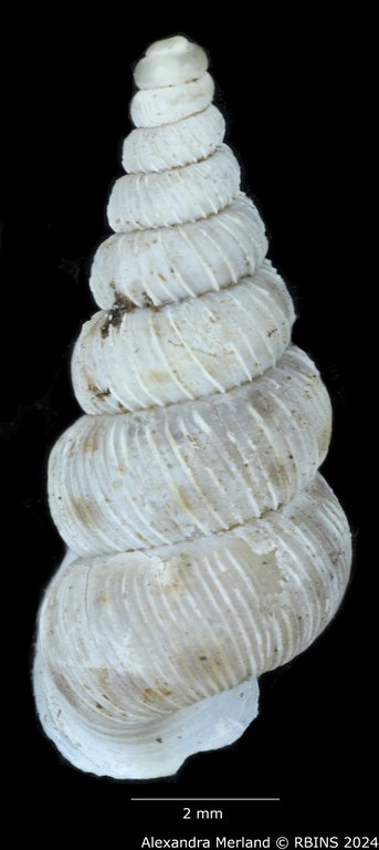 BE-RBINS-INV-MT-1590-Cochlostoma-pinteri-pinteri-pt-D.jpg BE-RBINS-INV-MT-1590-Cochlostoma-pinteri-pinteri-pt-D.jpg