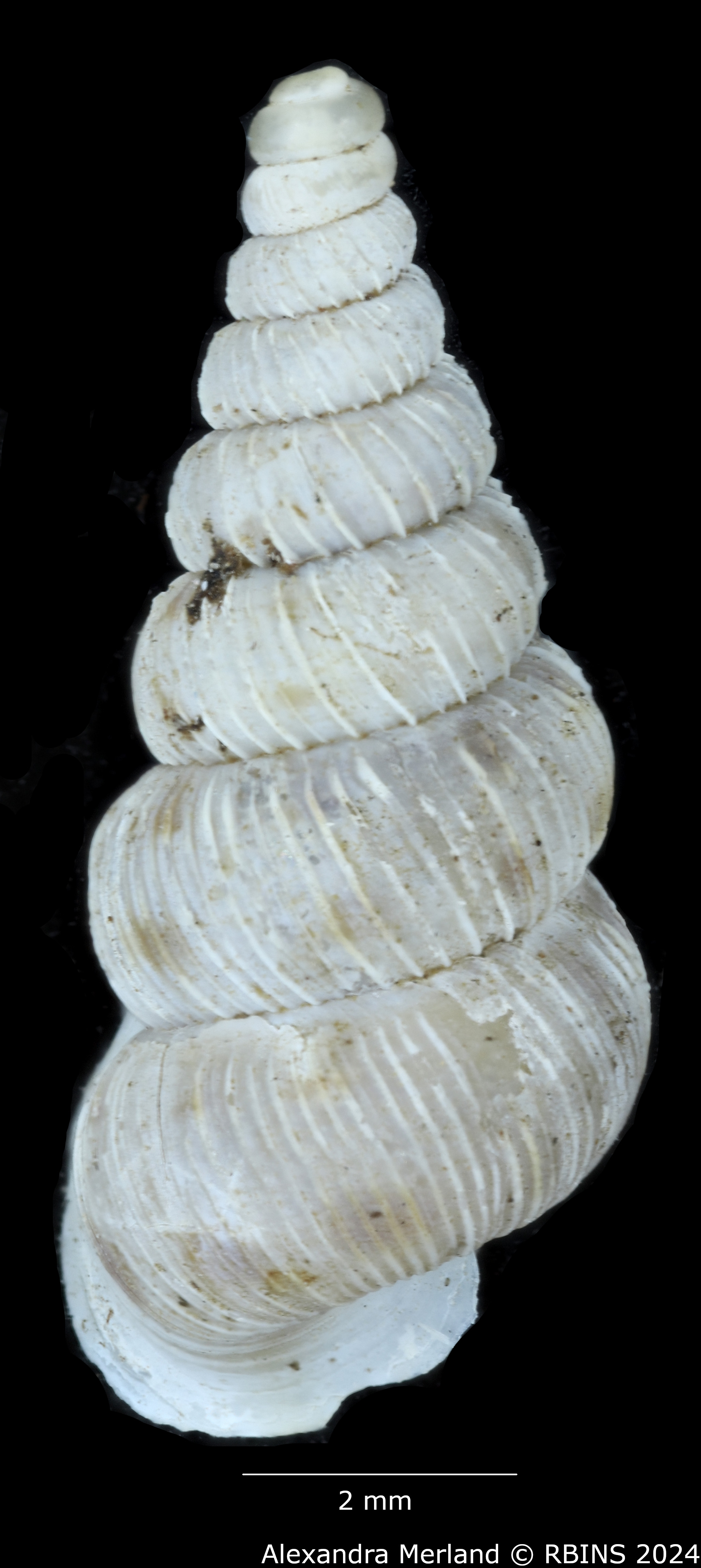 BE-RBINS-INV-MT-1590-Cochlostoma-pinteri-pinteri-pt-D.jpg