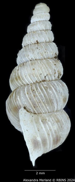 BE-RBINS-INV-MT-1590-Cochlostoma-pinteri-pinteri-pt-L.jpg BE-RBINS-INV-MT-1590-Cochlostoma-pinteri-pinteri-pt-L.jpg