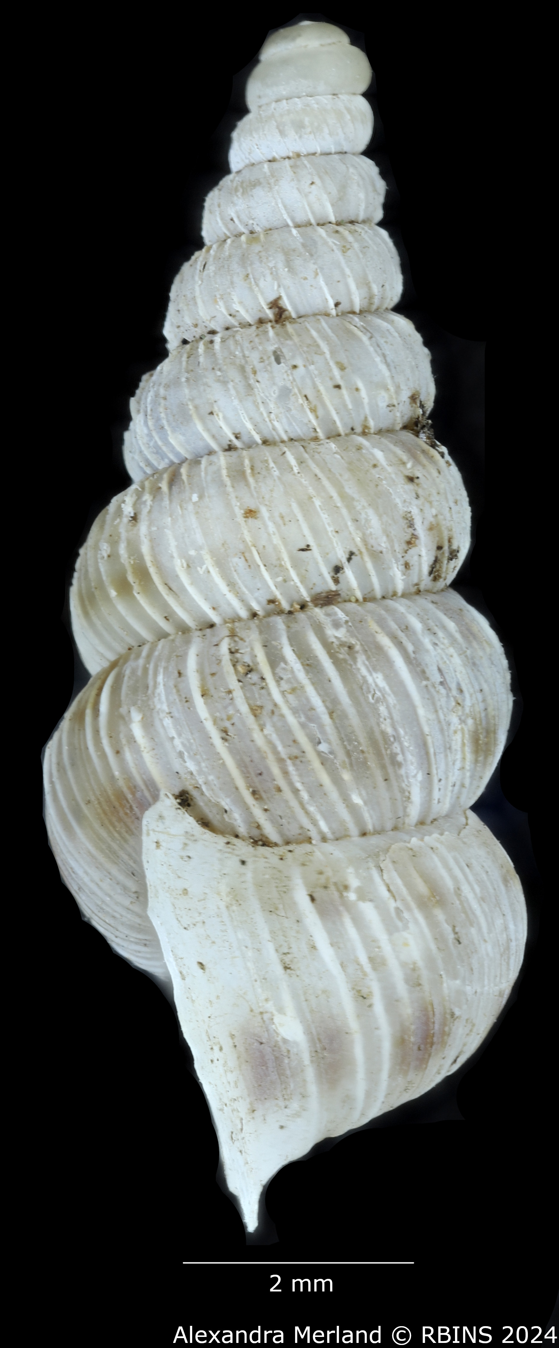 BE-RBINS-INV-MT-1590-Cochlostoma-pinteri-pinteri-pt-L.jpg