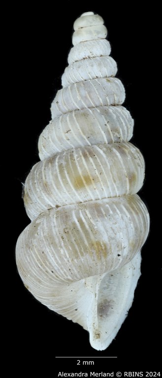 BE-RBINS-INV-MT-1590-Cochlostoma-pinteri-pinteri-pt-L2.jpg BE-RBINS-INV-MT-1590-Cochlostoma-pinteri-pinteri-pt-L2.jpg