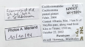 BE-RBINS-INV-MT-1590-Cochlostoma-pinteri-pinteri-pt-label.jpg