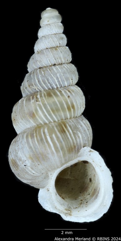 BE-RBINS-INV-MT-1590-Cochlostoma-pinteri-pinteri-pt-V.jpg BE-RBINS-INV-MT-1590-Cochlostoma-pinteri-pinteri-pt-V.jpg