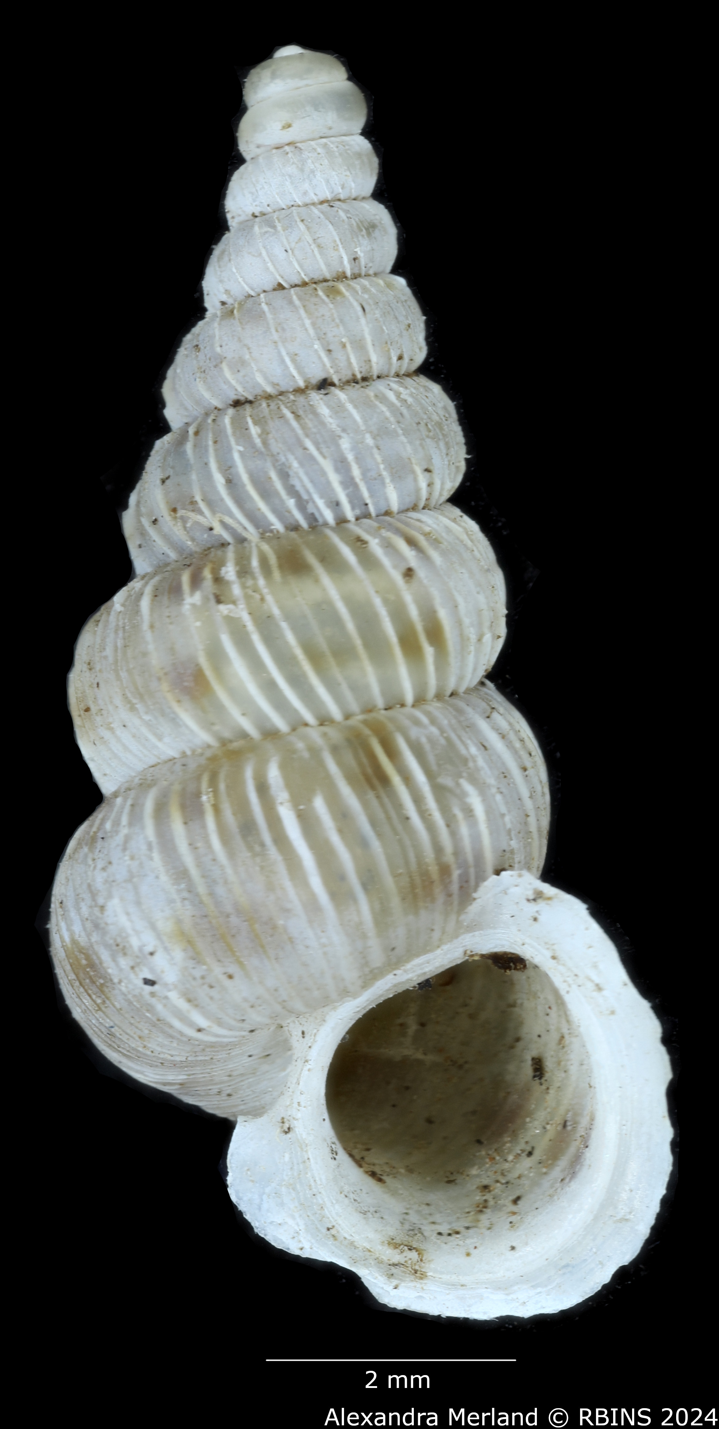 BE-RBINS-INV-MT-1590-Cochlostoma-pinteri-pinteri-pt-V.jpg