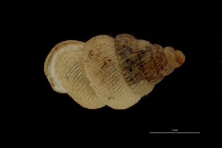 BE-RBINS-INV PARATYPE MT 1042 Diplommatina (Sinica) auriculata var. biangulata DORSAL.jpg