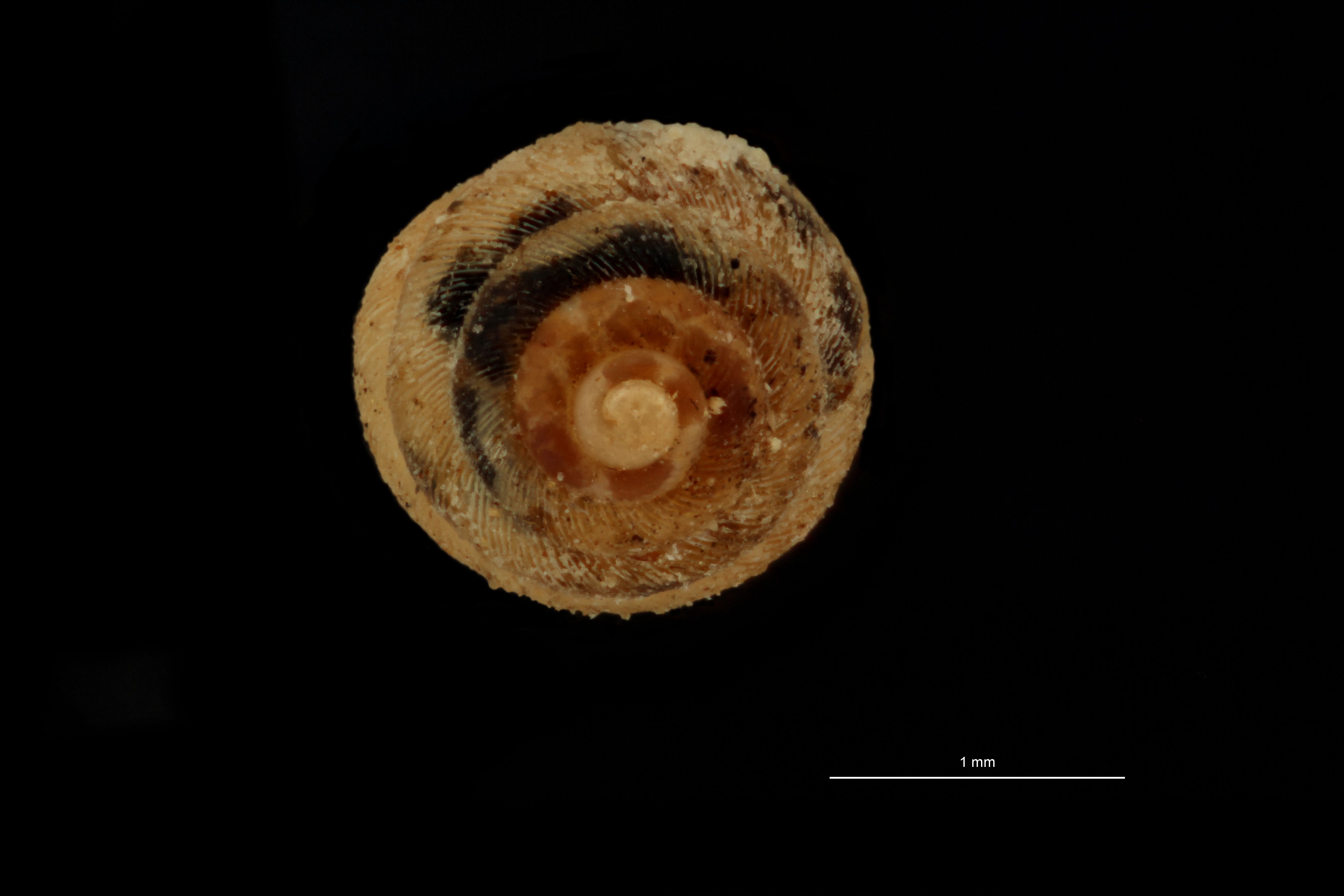 BE-RBINS-INV PARATYPE MT 1055 Diplommatina (Sinica) cyclostoma ANTERIOR.jpg
