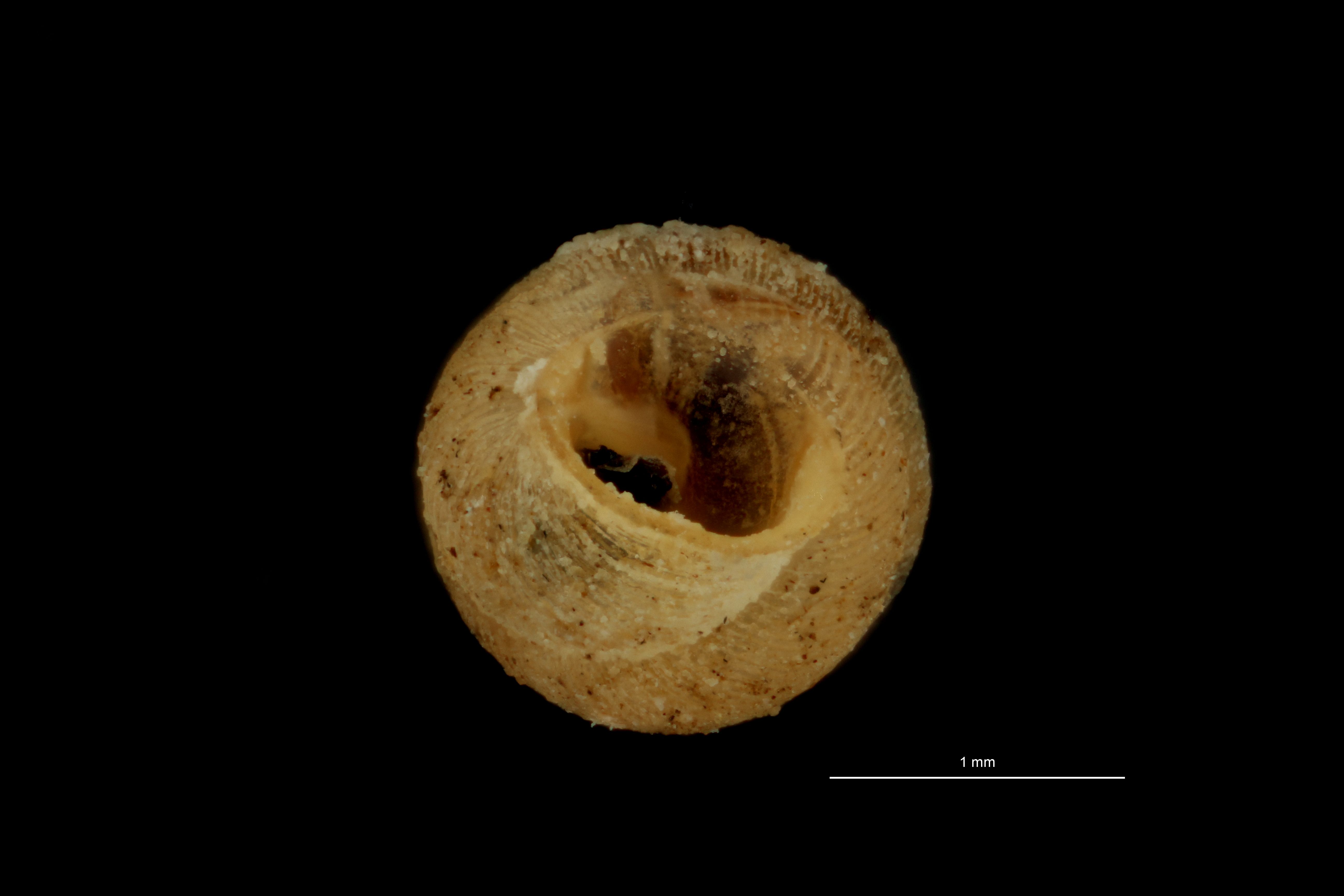 BE-RBINS-INV PARATYPE MT 1055 Diplommatina (Sinica) cyclostoma BUCAL.jpg