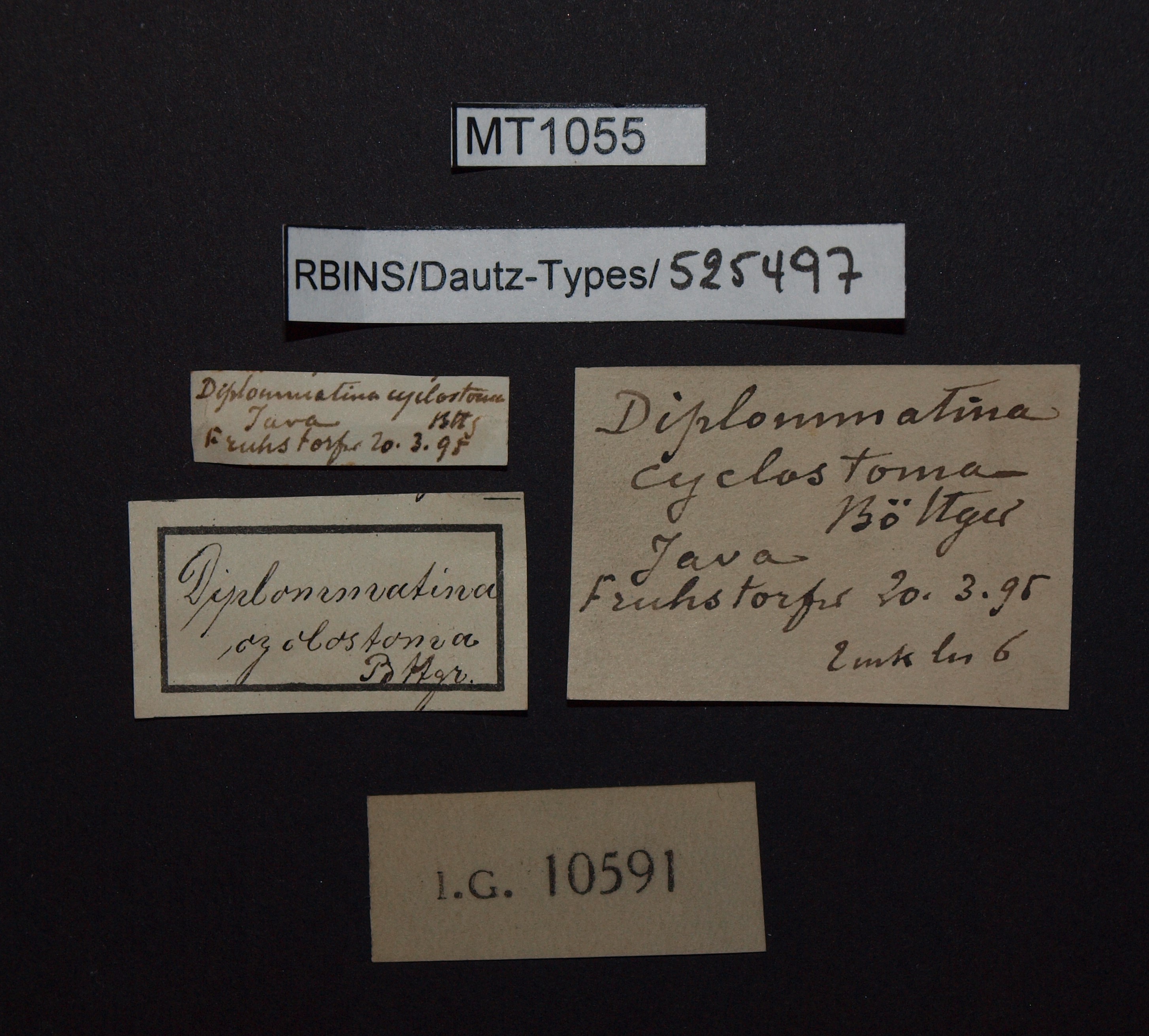 BE-RBINS-INV PARATYPE MT 1055 Diplommatina (Sinica) cyclostoma LABELS.jpg