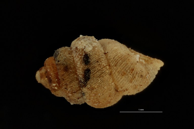 BE-RBINS-INV PARATYPE MT 1055 Diplommatina (Sinica) cyclostoma LATERAL.jpg