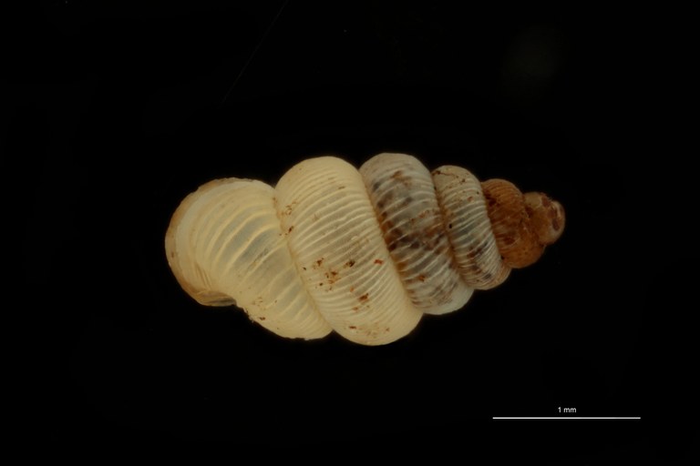 BE-RBINS-INV PARATYPE MT 1047 Diplommatina (Diplommatina) baliana DORSAL.jpg