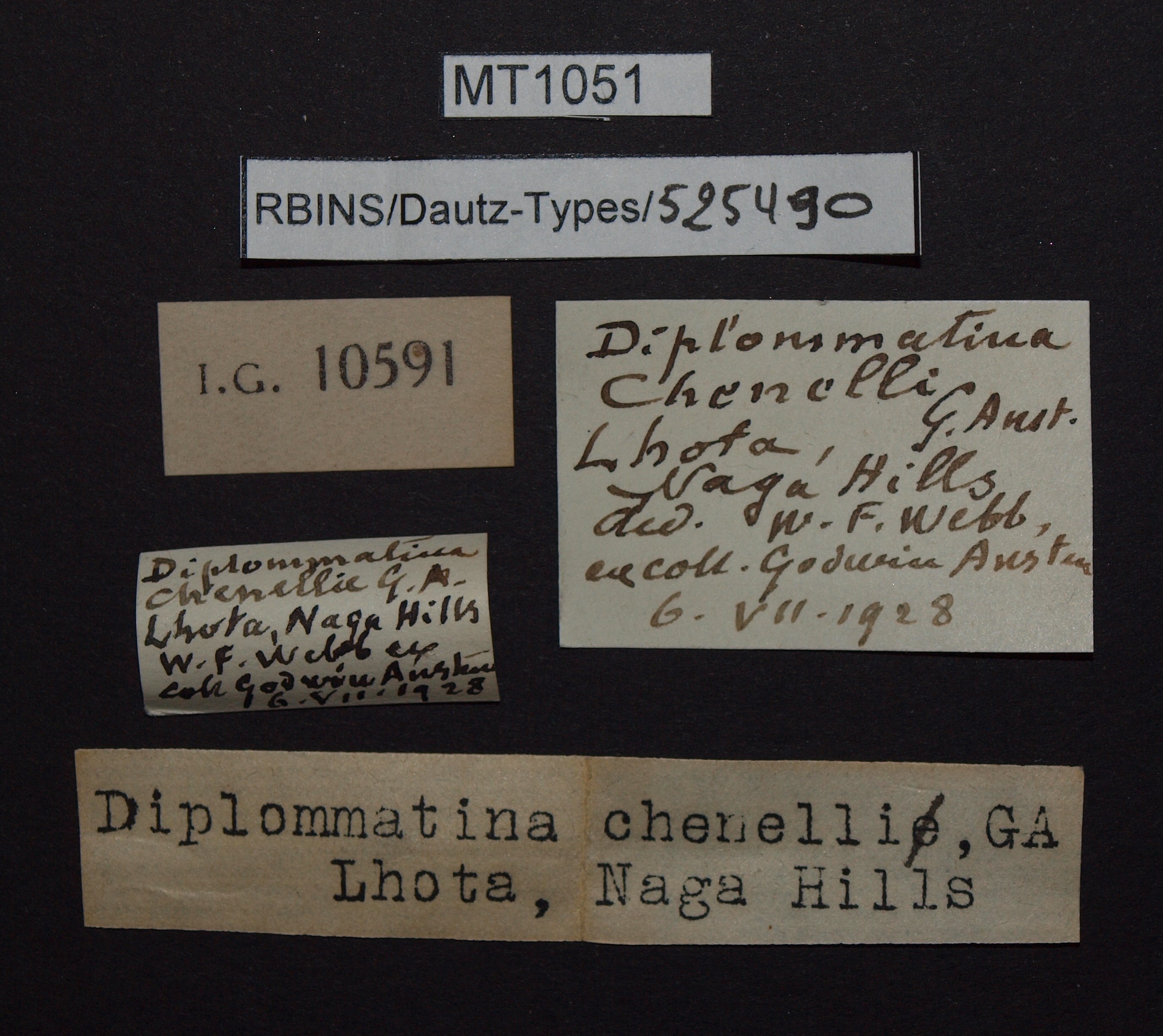 BE-RBINS-INV PARATYPE MT 1051 Diplommatina (Diplommatina) chennelli LABELS.jpg